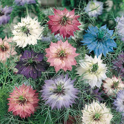 Persian Jewels Mix Love-in-a-Mist Seeds - Heirloom Flower Plant for Home Gardens