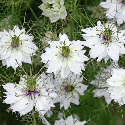 Persian Jewels White Love-in-a-Mist Seeds - Heirloom Flower Plant for Home Gardens