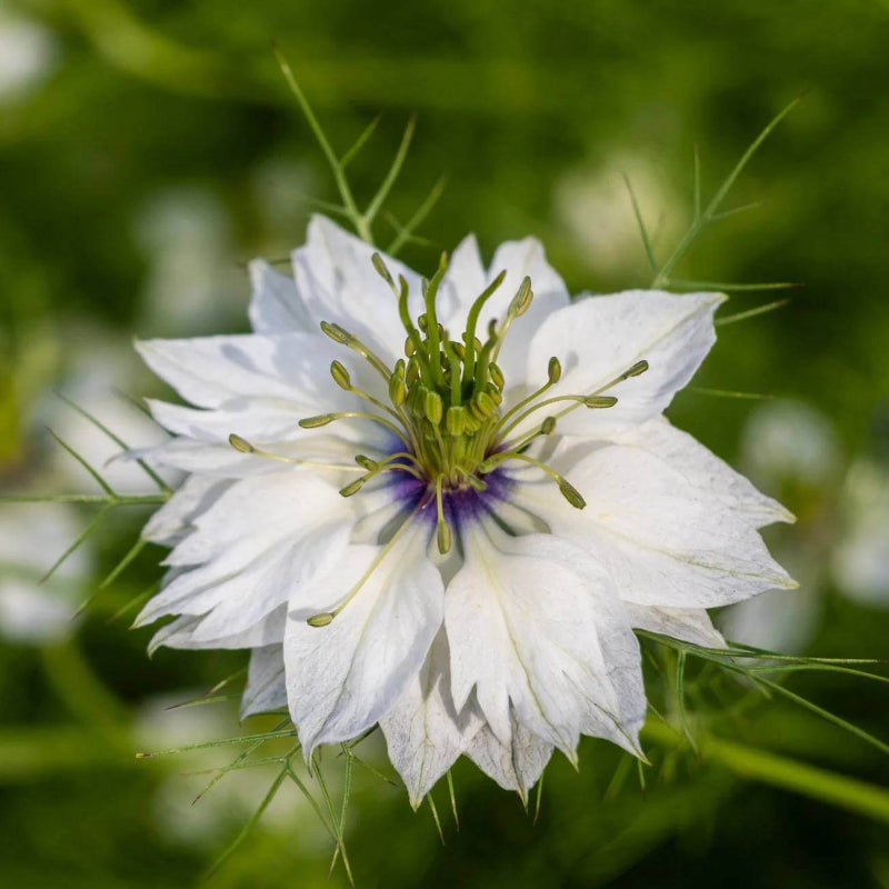 Persian Jewels White Love-in-a-Mist Seeds - Heirloom Flower Plant for Home Gardens