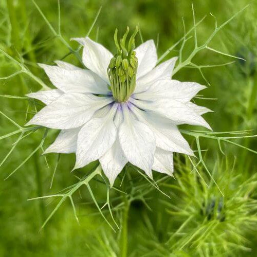 Persian Jewels White Love-in-a-Mist Seeds - Heirloom Flower Plant for Home Gardens