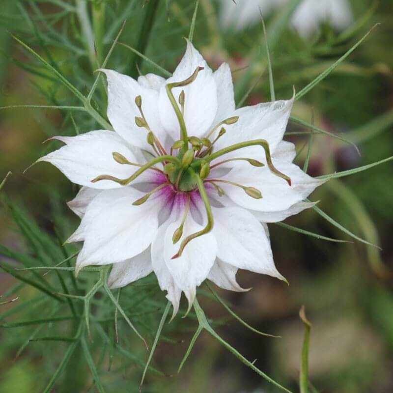 Persian Jewels White Love-in-a-Mist Seeds - Heirloom Flower Plant for Home Gardens