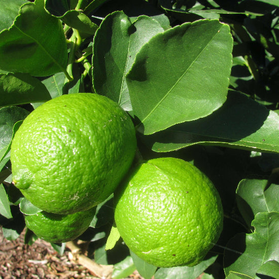Persian Lime Seeds