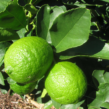 Persian Lime Seeds