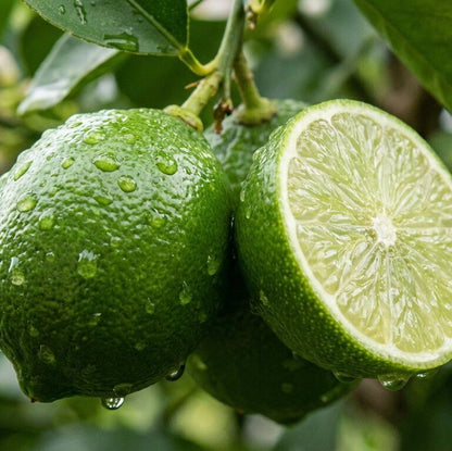Persian Lime Seeds