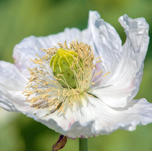 Persian White Poppy Seeds