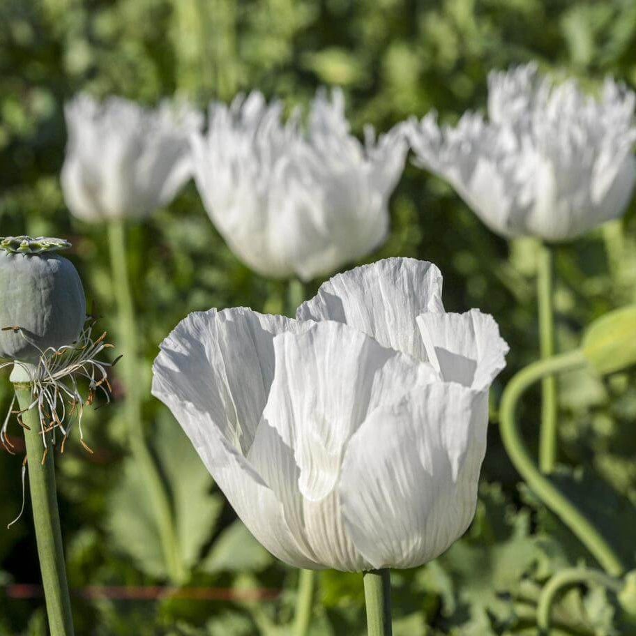 Persian White Poppy Seeds