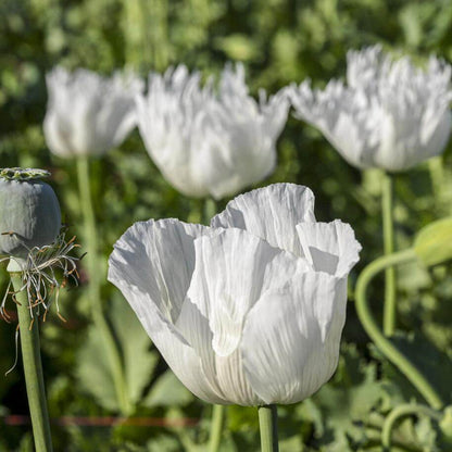 Persian White Poppy Seeds