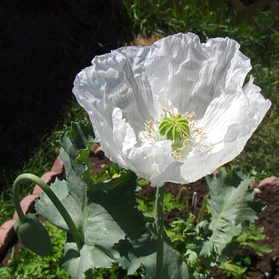 Persian White Poppy Seeds