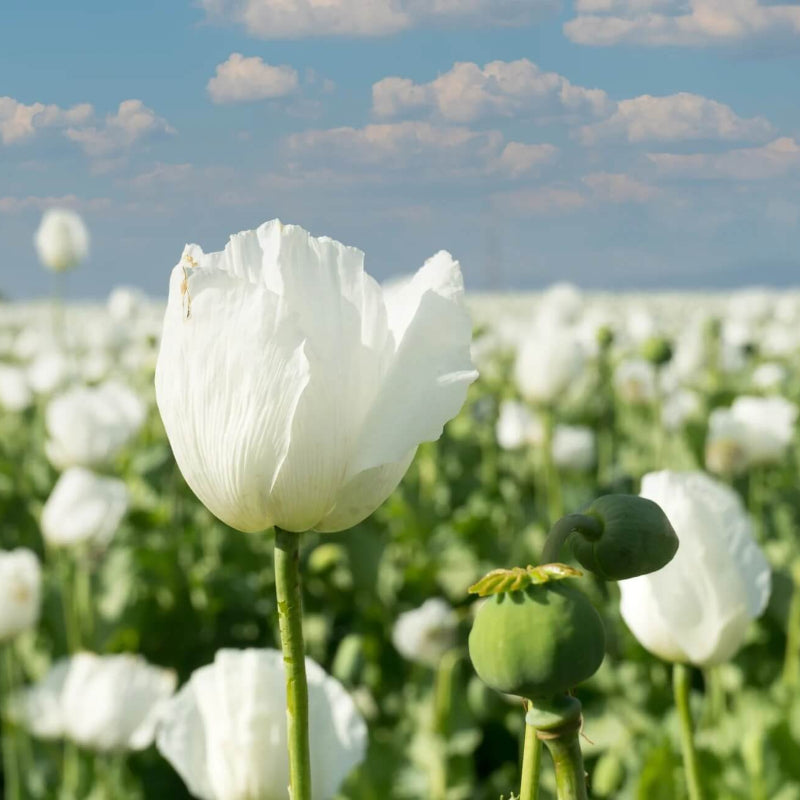 Persian White Poppy Seeds