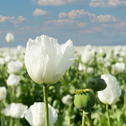 Persian White Poppy Seeds
