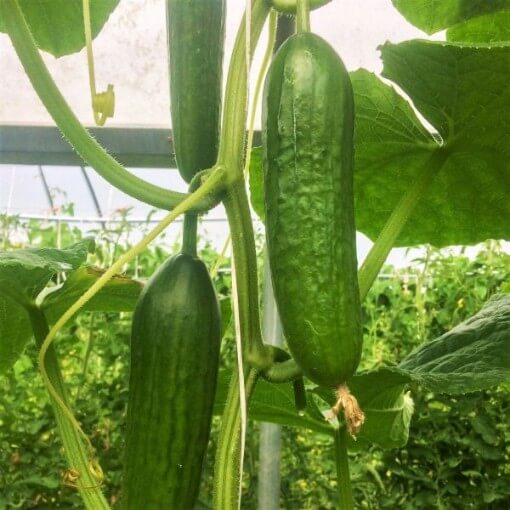 Persian cucumber seeds - Vegetable Plant