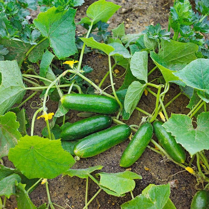 Persian cucumber seeds - Vegetable Plant