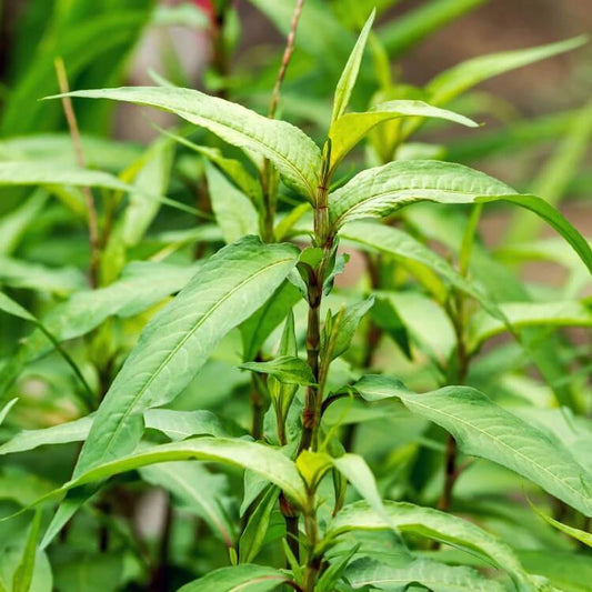 Persicaria Odorata Seeds