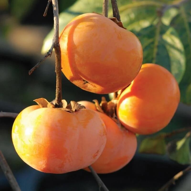 Persimmons Seeds - Fruit Plant for Home Gardens