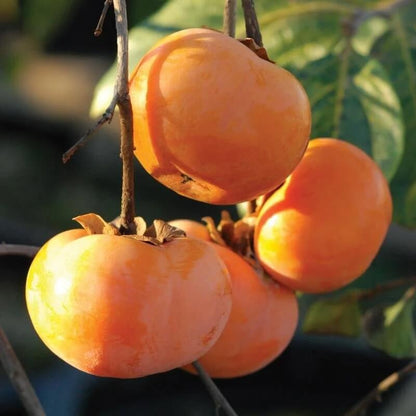 Persimmons Seeds - Fruit Plant for Home Gardens