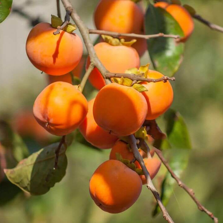 Persimmons Seeds - Fruit Plant for Home Gardens