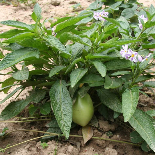 Peruvian Pepino Seeds