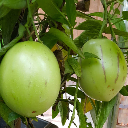 Peruvian Pepino Seeds