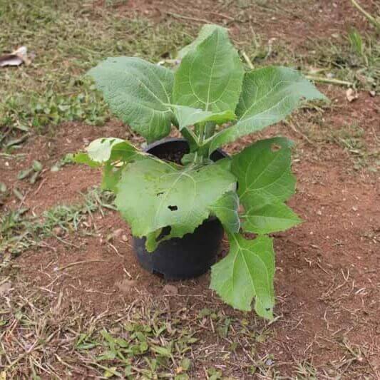 Peruvian Yacon Seeds - Flower Plant