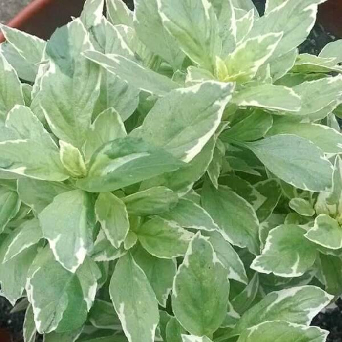 Pesto Perpetuo Basil Seeds - Herbal Plant