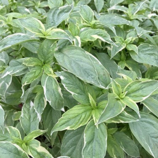 Pesto Perpetuo Basil Seeds - Herbal Plant