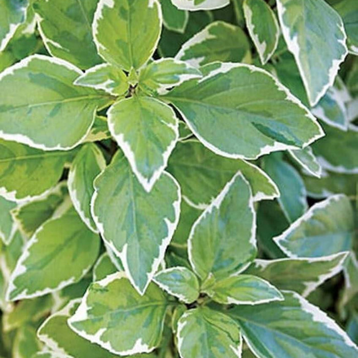 Pesto Perpetuo Basil Seeds - Herbal Plant