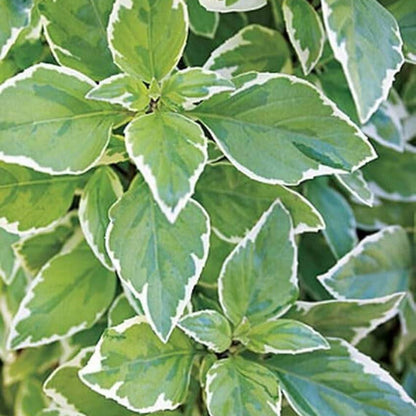 Pesto Perpetuo Basil Seeds - Herbal Plant