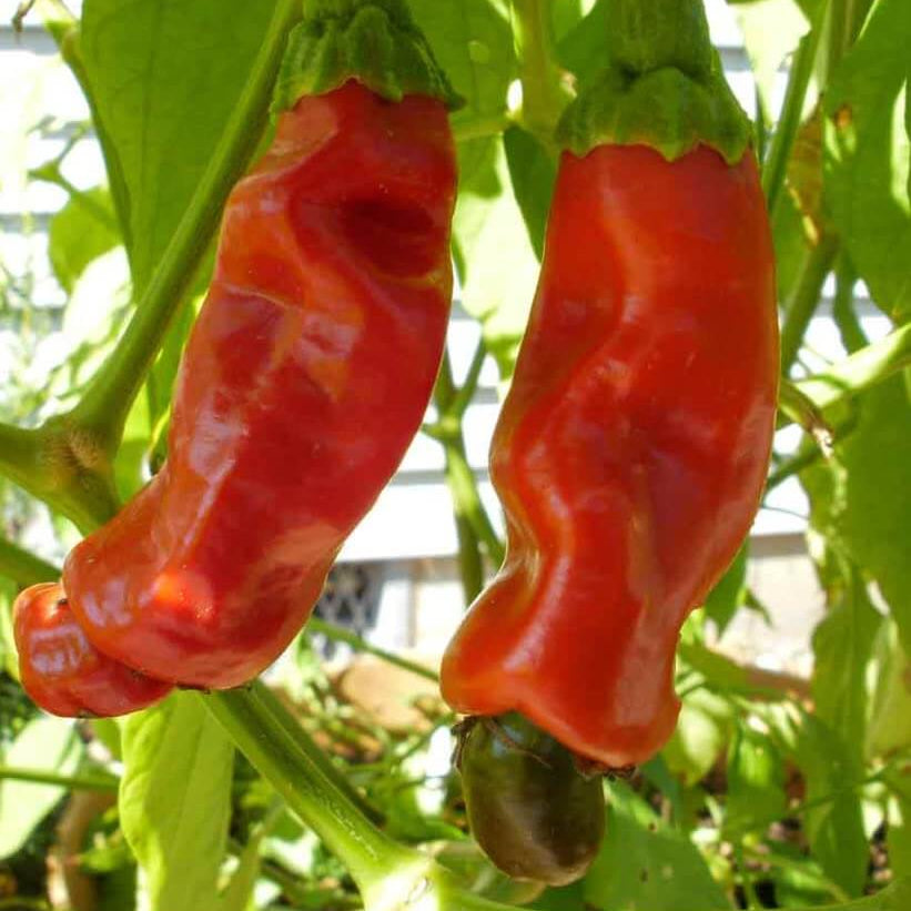 Peter Pepper Seeds  - Vegetable Plant