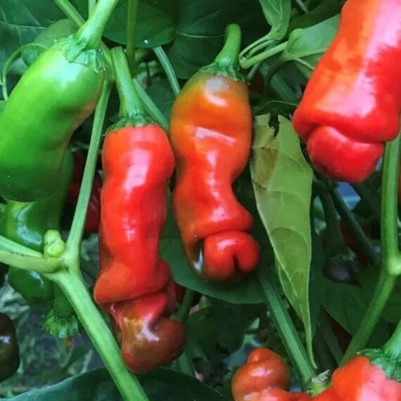 Peter Pepper Seeds  - Vegetable Plant