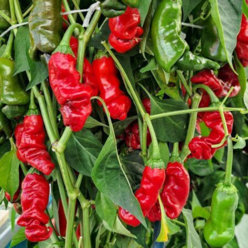 Peter Pepper Seeds  - Vegetable Plant