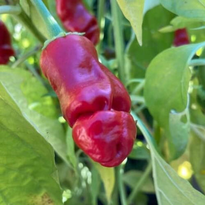 Peter Pepper Seeds for Sale - Heirloom Vegetable Plant for Home Gardens