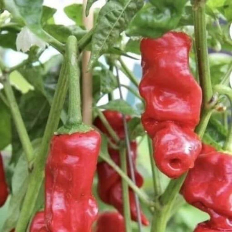 Peter Pepper Seeds for Sale - Heirloom Vegetable Plant for Home Gardens