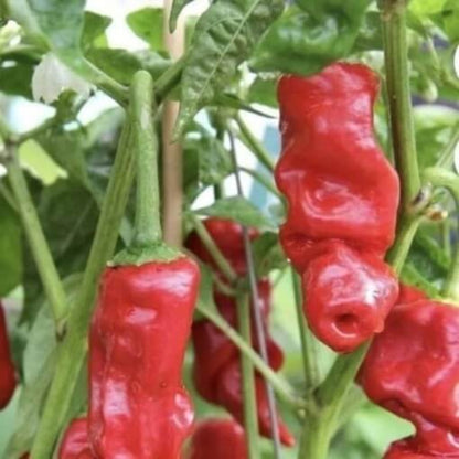 Peter Pepper Seeds for Sale - Heirloom Vegetable Plant for Home Gardens