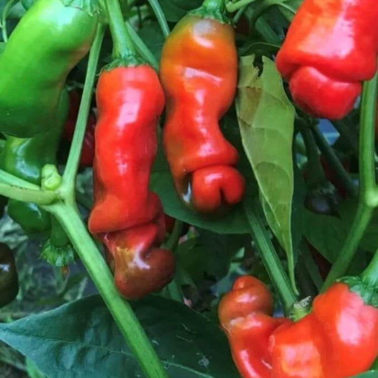 Peter Pepper Seeds for Sale - Heirloom Vegetable Plant for Home Gardens