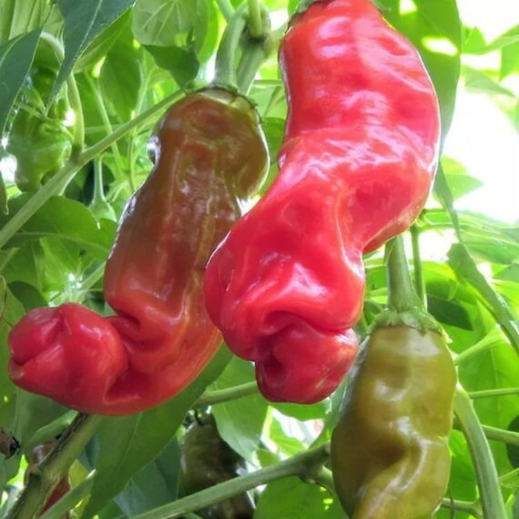 Peter Pepper Seeds for Sale - Heirloom Vegetable Plant for Home Gardens