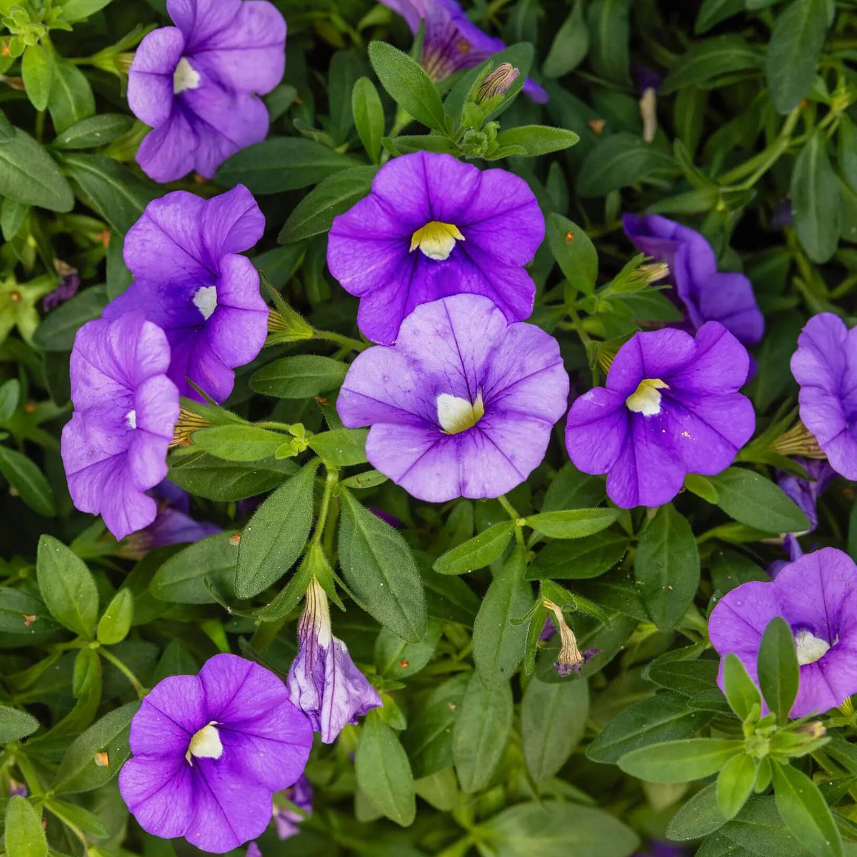 Petunia Million Bells Seeds