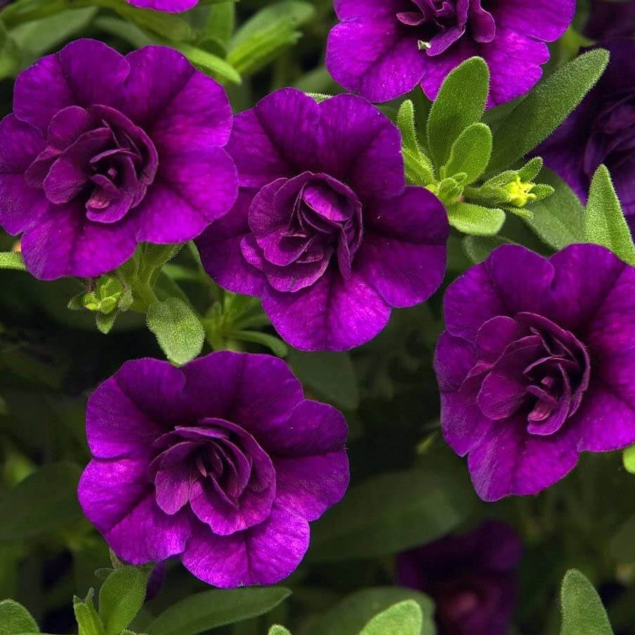 Petunia Million Bells Seeds