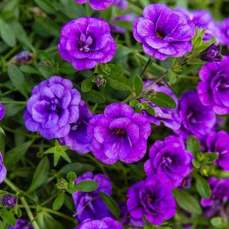 Petunia Million Bells Seeds