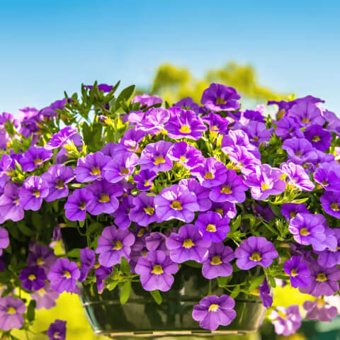 Petunia Million Bells Seeds