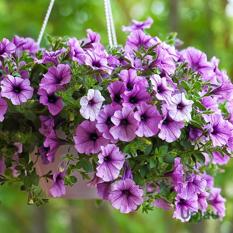 Petunia Seeds
