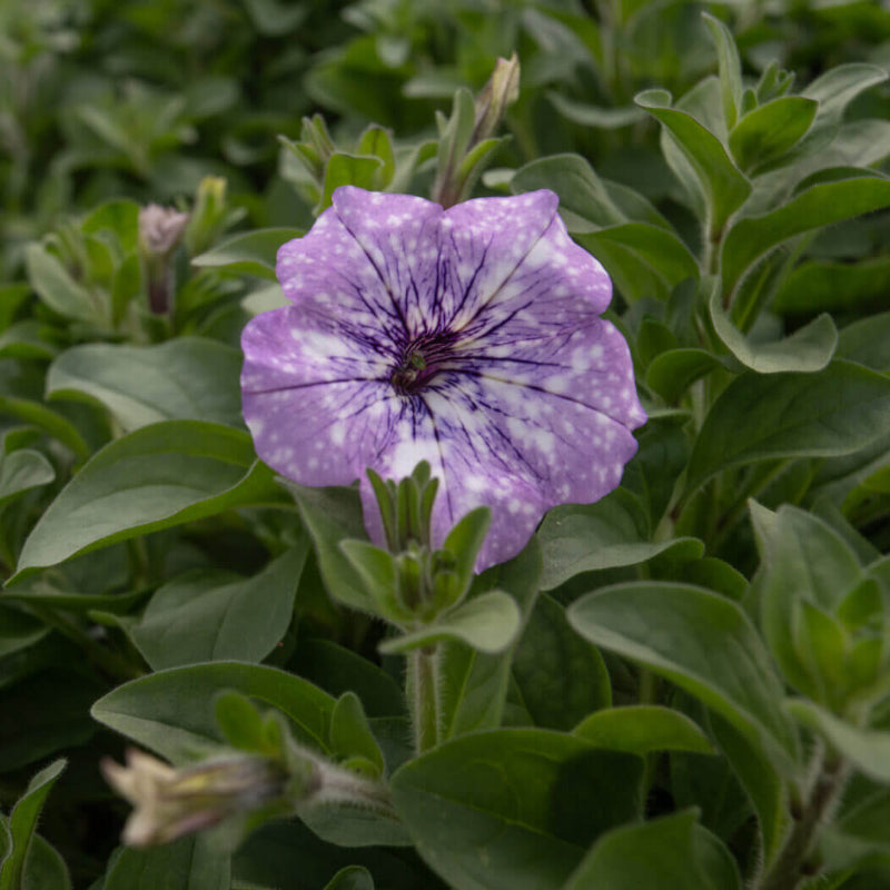 Petunia Seeds