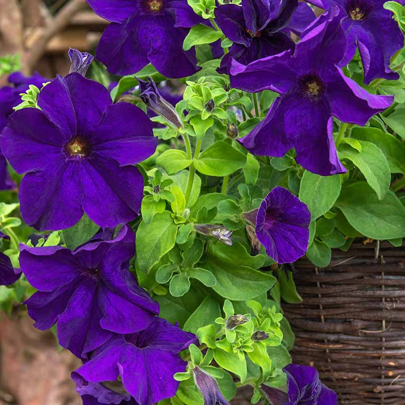 Petunia Seeds
