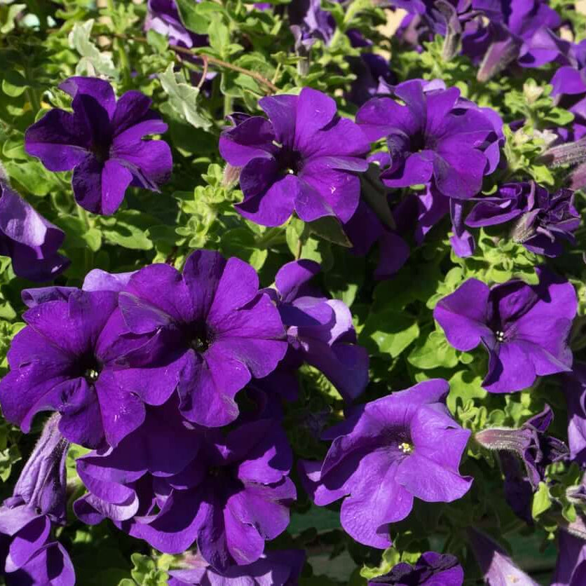 Petunia Seeds