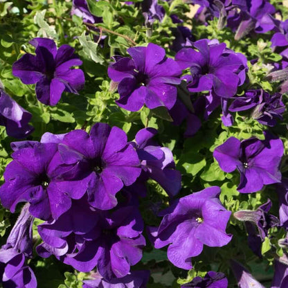 Petunia Seeds