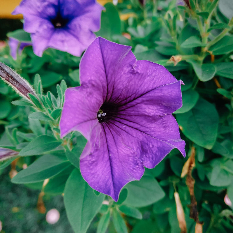 Petunia Seeds
