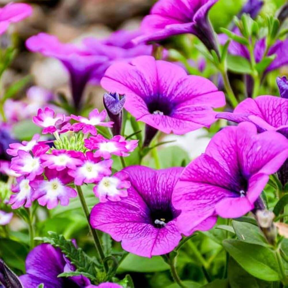 Petunia Seeds - Flower Plant