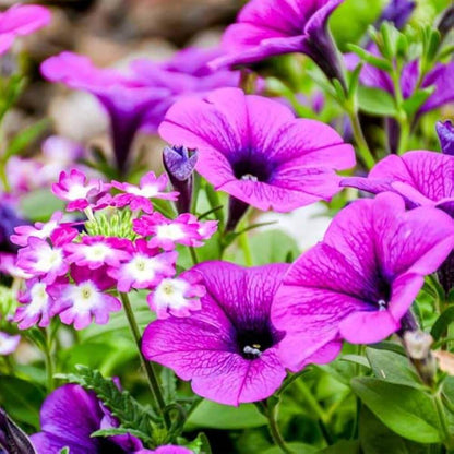 Petunia Seeds - Flower Plant