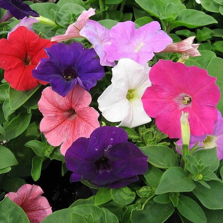 Petunia Seeds - Flower Plant