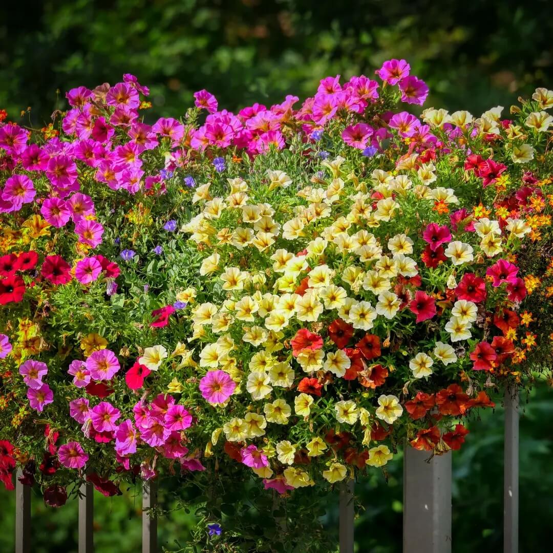 Petunia Seeds - Flower Plant