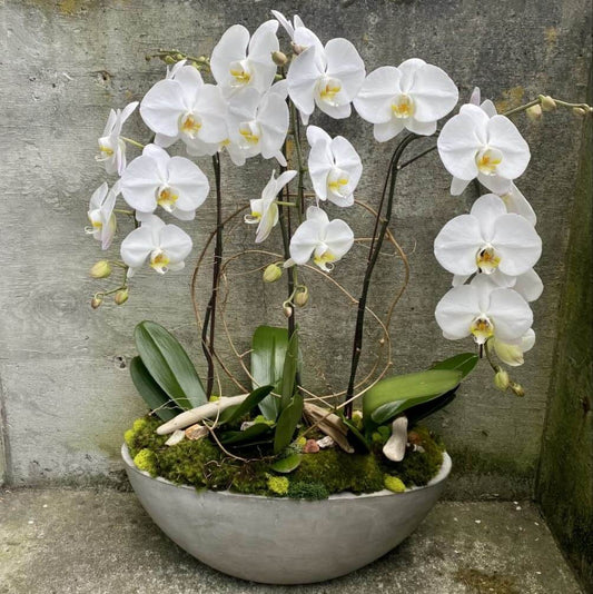 Phalaenopsis Orchid Seeds - Flower Plant